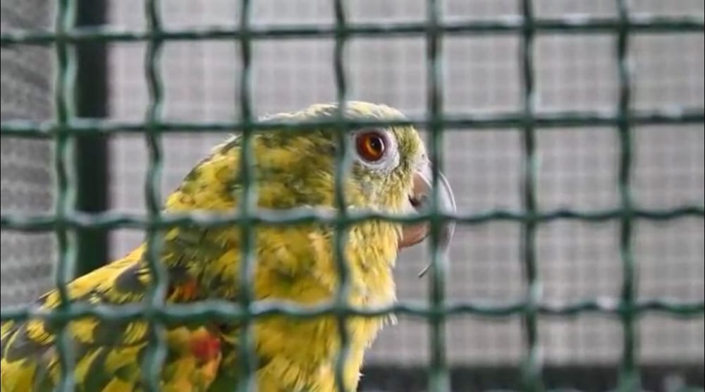 Dos loras cabeciamarillas se recuperan tras más de 40 años en cautiverio imagen de la publicación