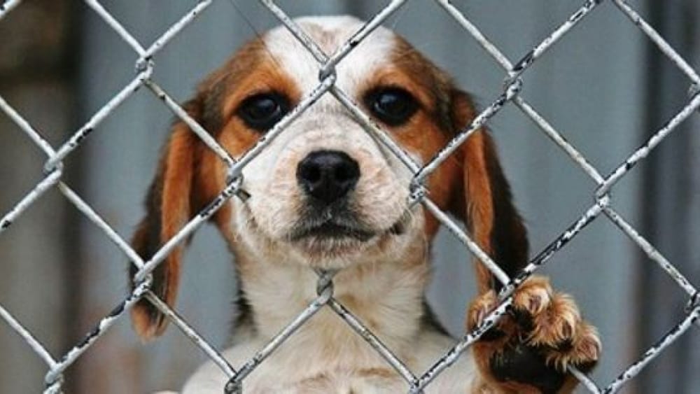 Proponen reducir beneficios penales para autores de delitos relacionados con el maltrato animal imagen de la publicación