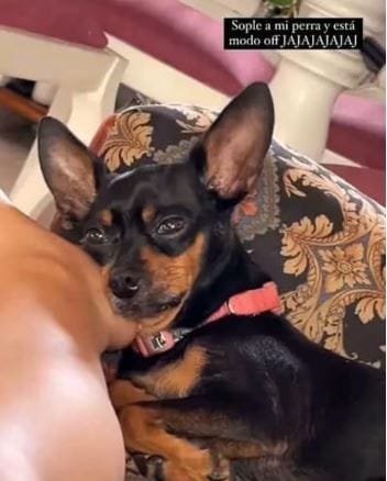 VIDEO. Autoridades rescataron perrita que fue obligada a consumir 'sople' en Bucaramanga imagen de la publicación