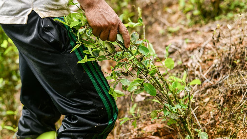 $200.000 millones para garantizar la biodiversidad tras la sustitución de cultivos ilícitos imagen de la publicación