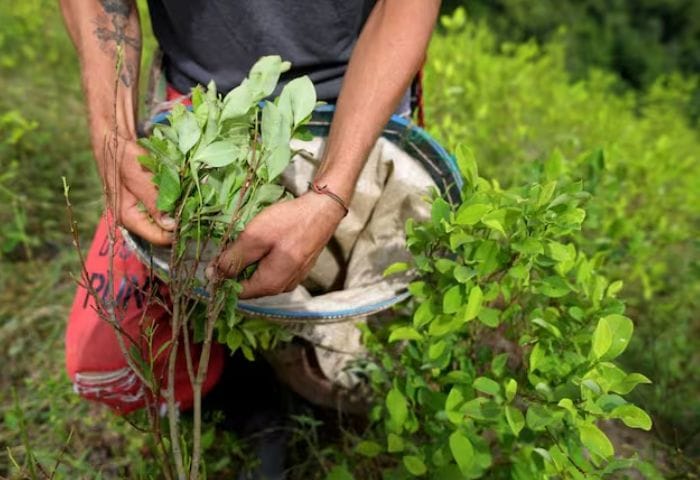 Colombia propone regular el uso de Amapola y Coca con fines médicos imagen de la publicación