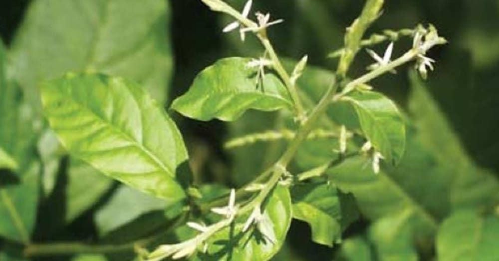 Planta medicinal que previene el cáncer, diabetes y más enfermedades imagen de la publicación