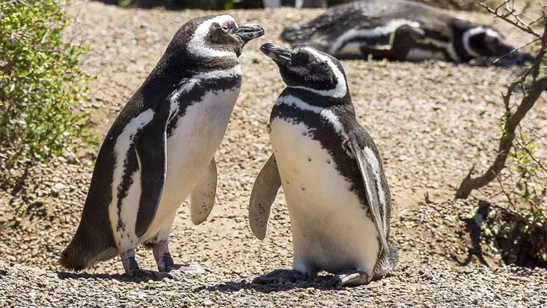 Empresario espera sentencia por matanza de pingüinos imagen de la publicación