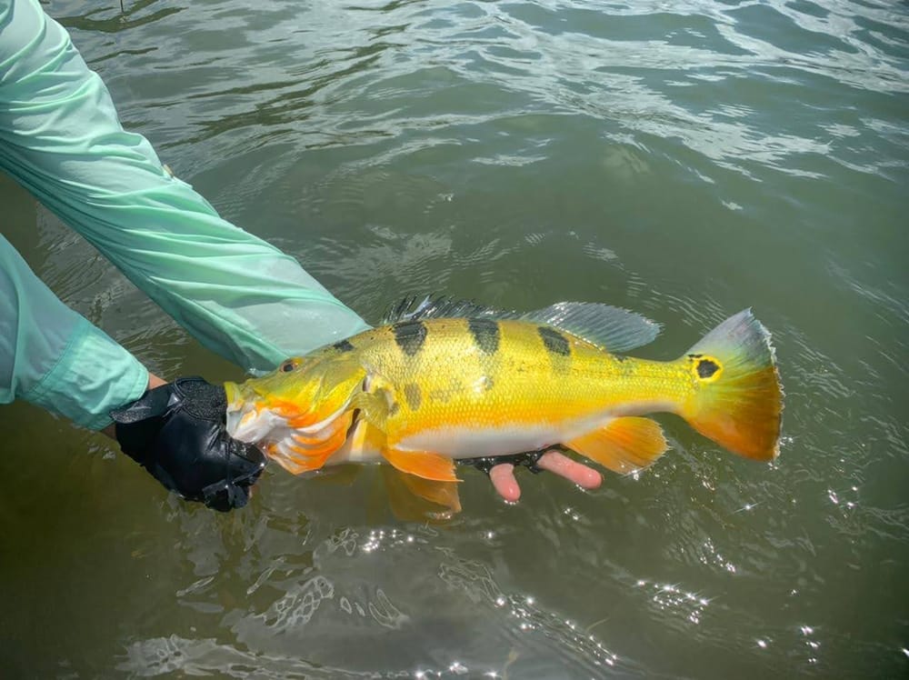 ¿Le gusta la pesca? Esté pendiente porque la actividad podría ser regulada por el Congreso imagen de la publicación