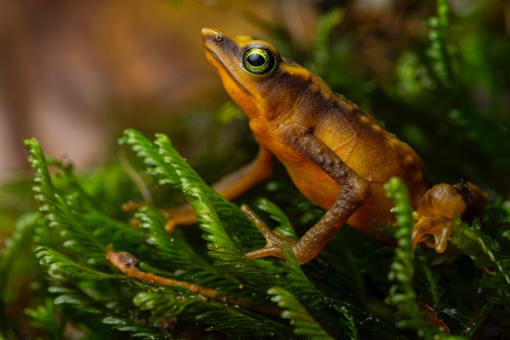 La rana ‘Atelopus monohernandezii’ reaparece tras 41 años en Santander imagen de la publicación