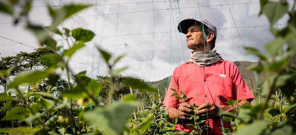 El sector agropecuario, una de las actividades económicas que más empleo generó en septiembre en Colombia imagen de la publicación