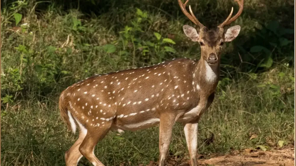 Chitales traídos por Escobar son declarados como especie invasora imagen de la publicación