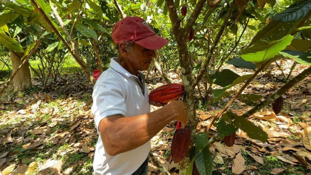 Agricultores reportan millonarias pérdidas por lluvias en Santander imagen de la publicación
