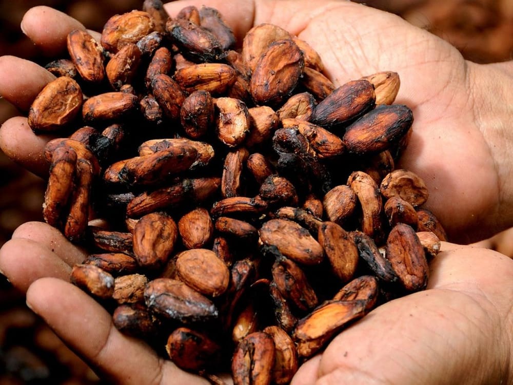 Santander aporta crecimiento a las exportaciones de cacao imagen de la publicación