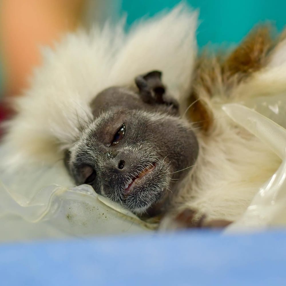 Rescatan a tití cabeciblanco atado y desnutrido en Piedecuesta imagen de la publicación