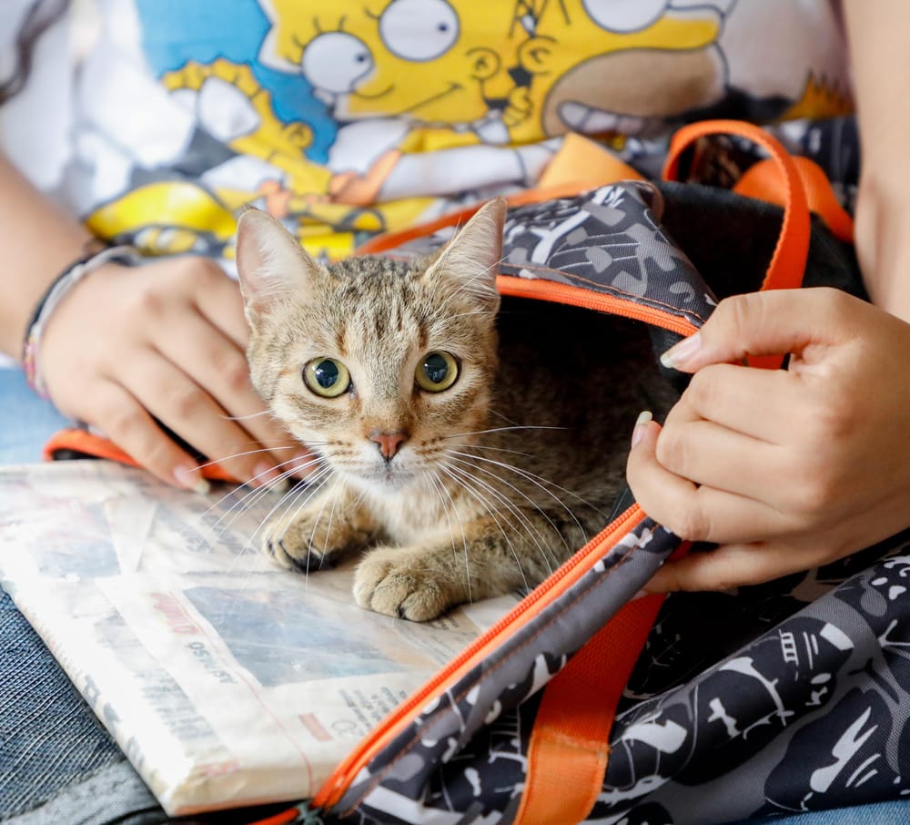 Piedecuesta realizó más de 150 esterilizaciones para mascotas imagen de la publicación