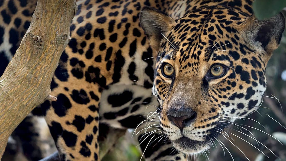 ‘Adopta un jaguar’ busca asegurar la supervivencia de los felinos en Barrancabermeja imagen de la publicación
