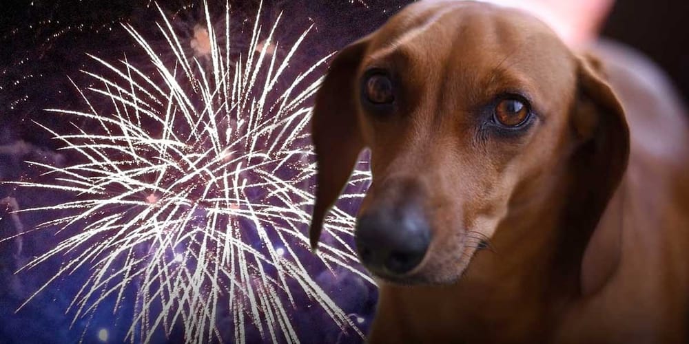 Recomendaciones para cuidar a tus mascotas durante temporada de pólvora imagen de la publicación