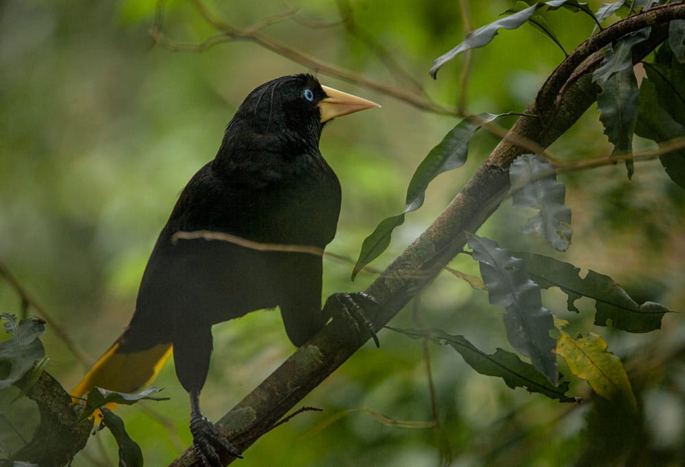 Fuegos artificiales: El estruendo que mata silenciosamente a la fauna y mascotas imagen de la publicación