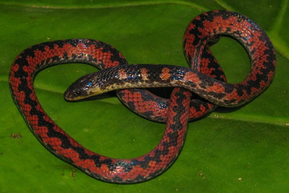 Investigación UIS revela cinco nuevas especies de serpientes en la Cordillera Oriental imagen de la publicación
