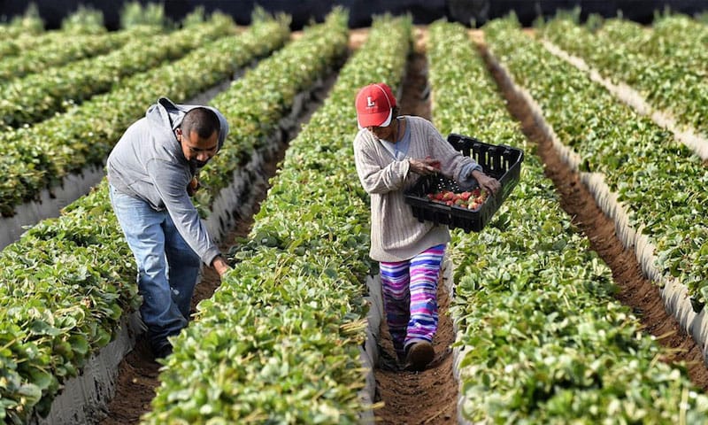 “La agricultura se convirtió en motor de desarrollo rural en 2024” imagen de la publicación