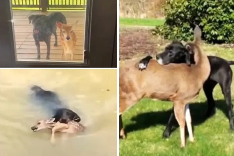 Perro se volvió viral tras rescatar a un pequeño ciervo de un inminente ahogamiento imagen de la publicación