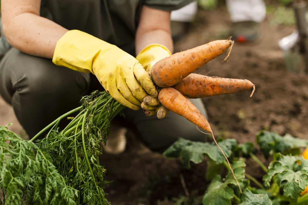 MinAgricultura aclaró proyecto de Áreas de Protección para la Producción de Alimentos: “No se está limitando la producción agropecuaria” imagen de la publicación