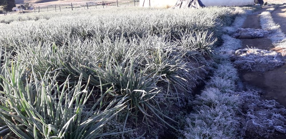 Inclemencia del frío atacó a  campesinos de Berlín imagen de la publicación