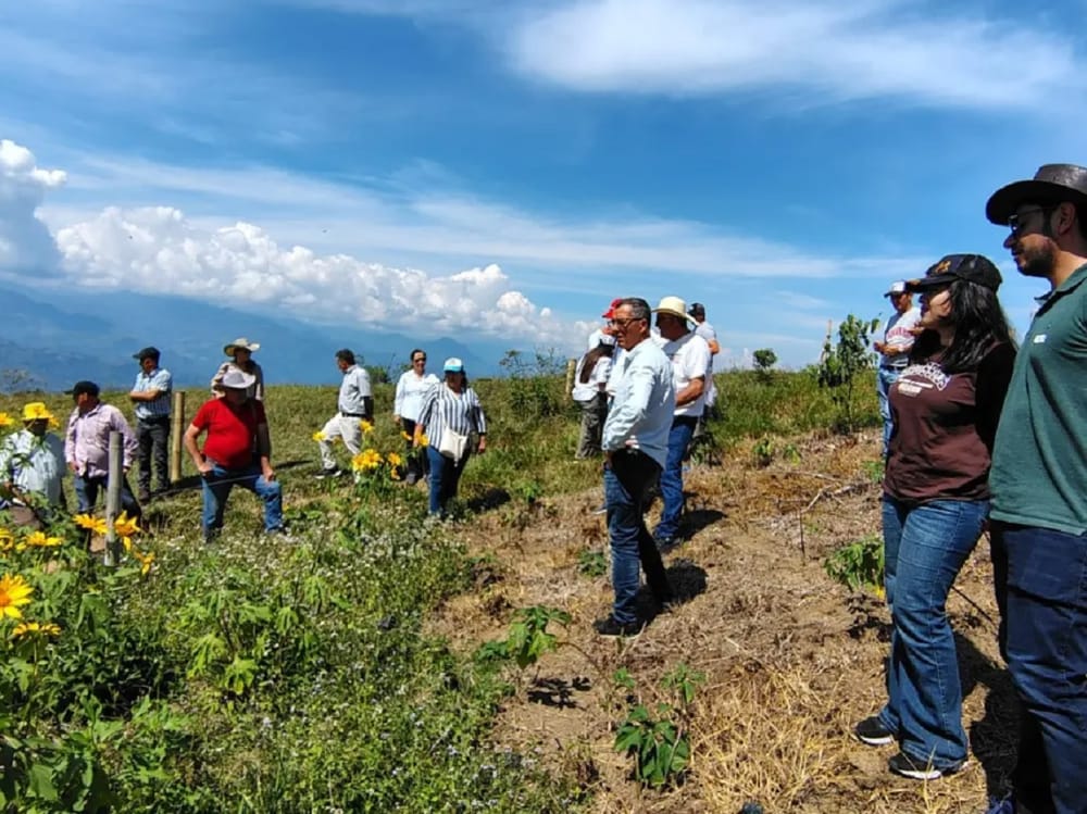 Liderarán innovación sostenible de la ganadería en Santander imagen de la publicación