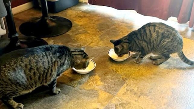 Gatos murieron tras beber leche cruda imagen de la publicación