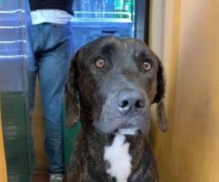 Tayson lleva seis días desaparecido en Los Santos imagen de la publicación