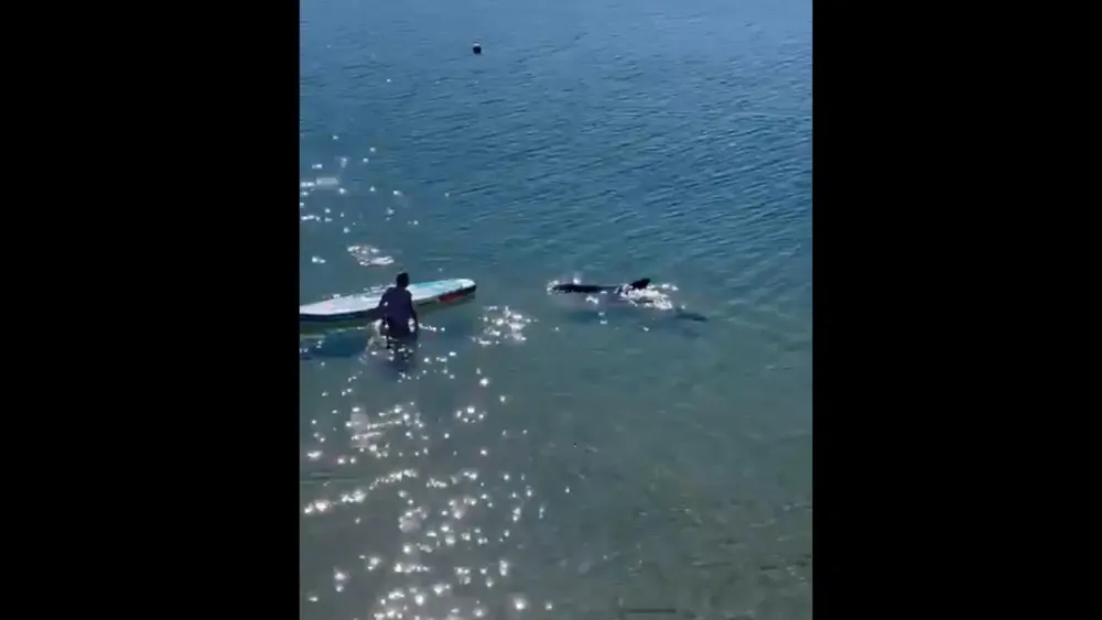 Delfín se hizo famoso tras ayudar a un surfista que cae de su tabla imagen de la publicación