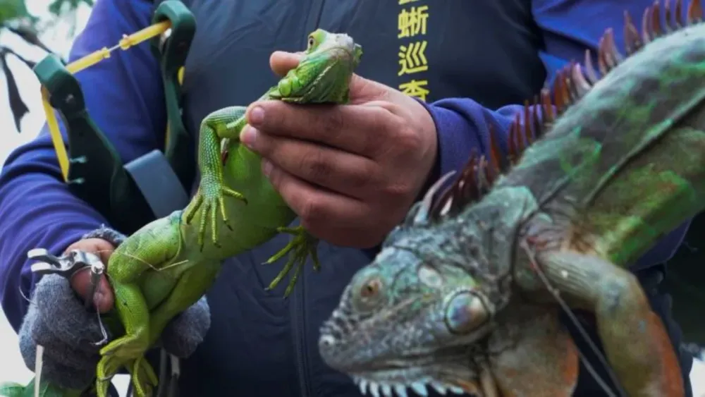 Taiwán podría ocasionar sacrificios masivos de iguanas verdes imagen de la publicación