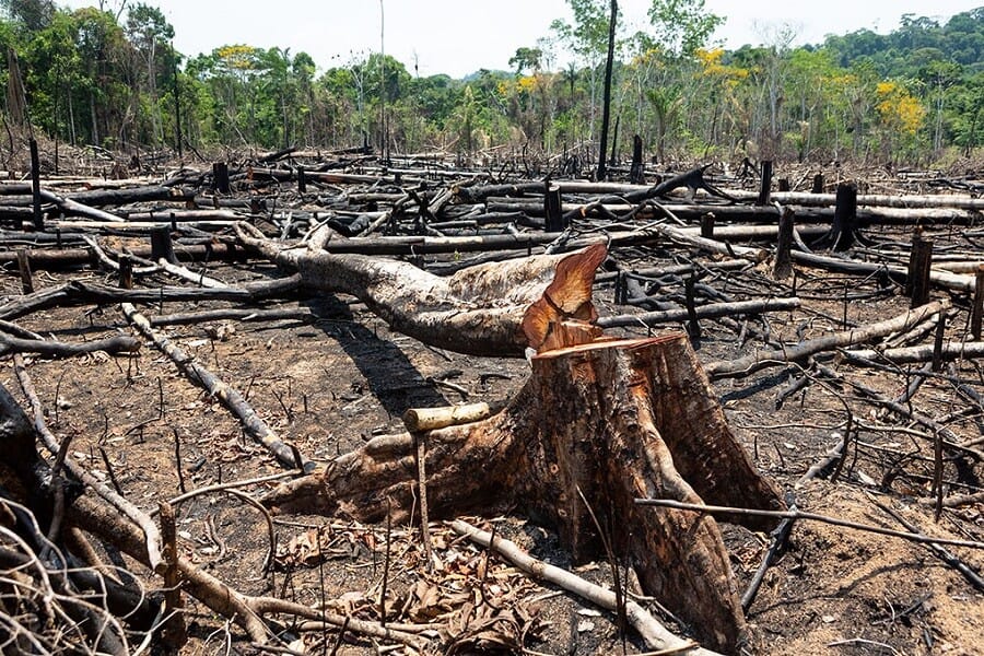 Por fin un indicador saludable: deforestación en Colombia cayó 40% en los últimos dos años imagen de la publicación