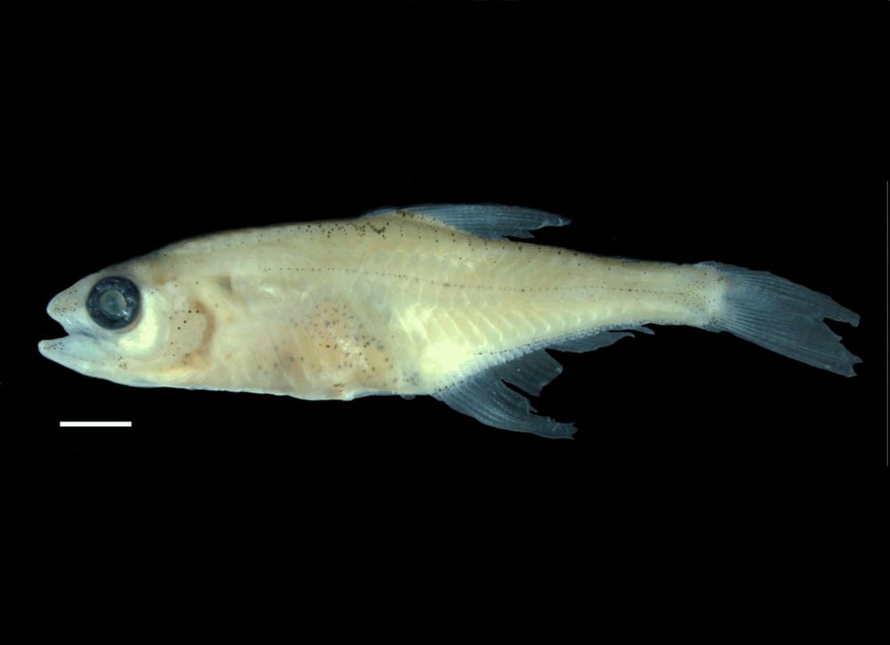 Descubren nueva especie de pez miniatura en Colombia, le contamos dónde imagen de la publicación