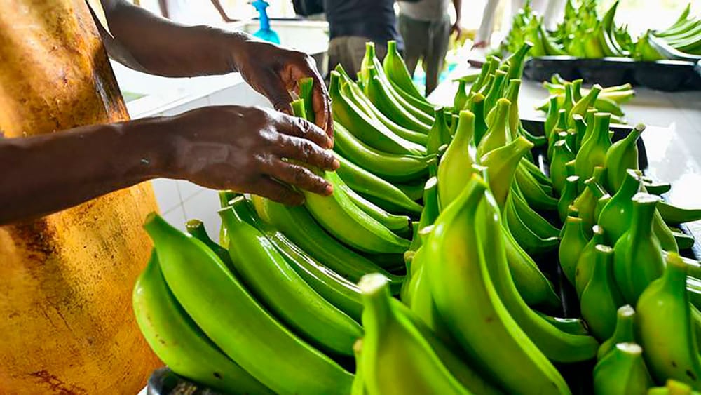 Estos fueron los productos que impulsaron la economía en 2024 imagen de la publicación