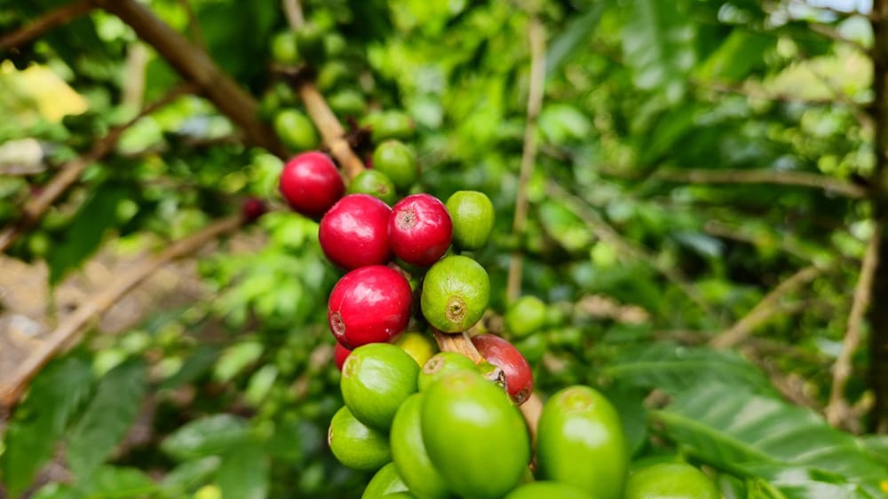 Aumento de cultivos de café y producción ganadera jalonaron crecimiento del sector agro en 2024 y de la economía nacional imagen de la publicación