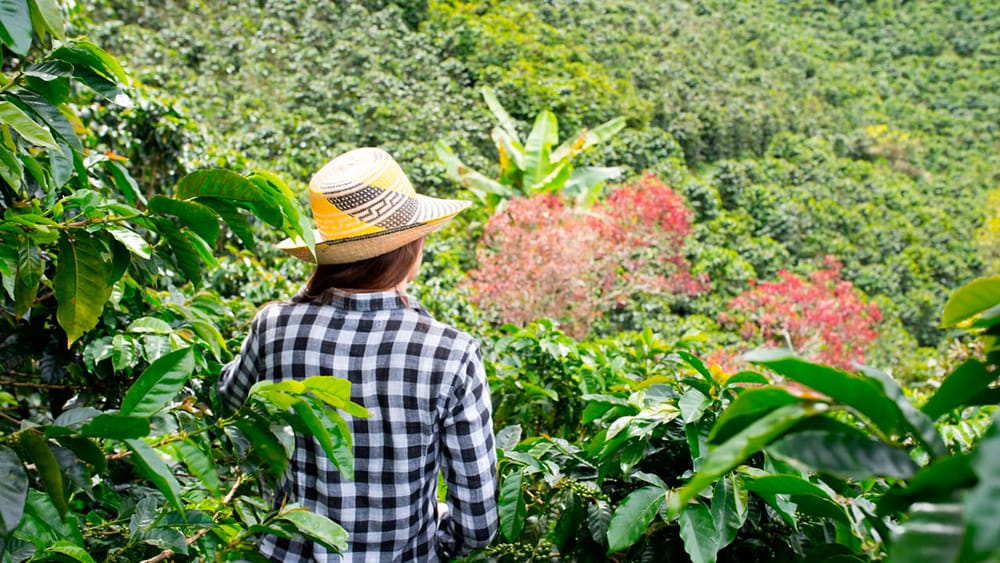 Convocatoria para sustituir los cultivos ilícitos por economía legal y sostenible imagen de la publicación