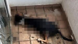 Avanza investigación para esclarecer la muerte de ‘koki’ imagen de la publicación