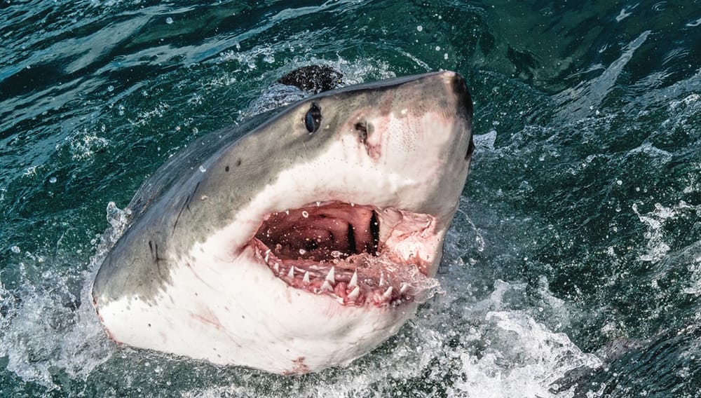 Quedó ‘manca’ al intentar tomarse foto con un tiburón imagen de la publicación