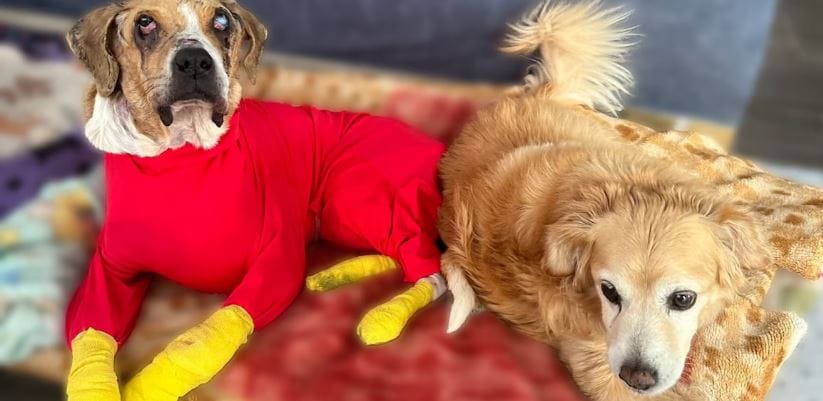 Murió Ángel, el perrito que inspiró  ley contra el maltrato animal en Colombia imagen de la publicación