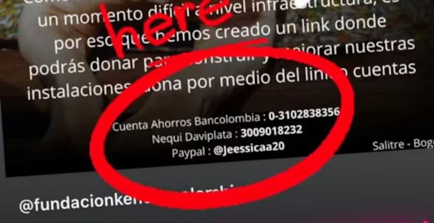 Marbelle impulsa campaña para salvar albergue de animales en crisis imagen de la publicación