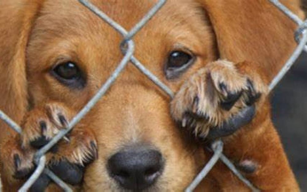 Aprobada en el Congreso la ‘Ley Ángel’ para la protección animal imagen de la publicación