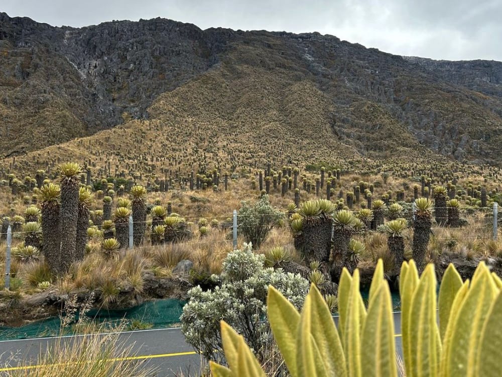 Gobierno niega posibilidad de intervenir zonas de protección en el Parque Nacional Natural Los Nevados imagen de la publicación