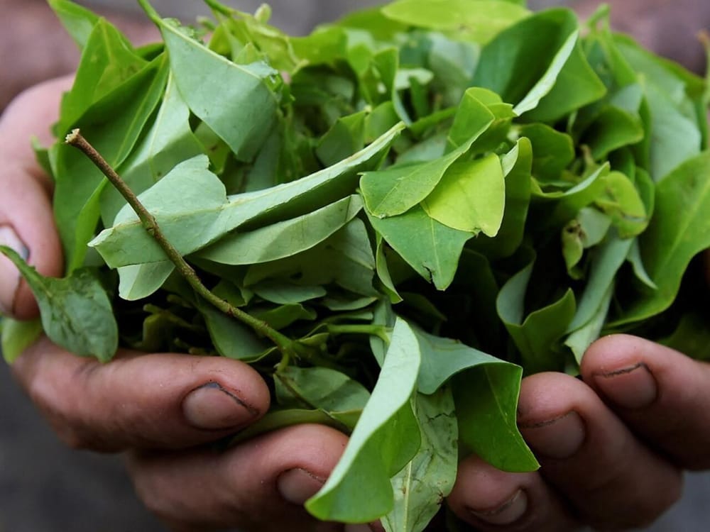 Gobierno nacional insiste en lobby internacional en favor de la hoja de coca imagen de la publicación