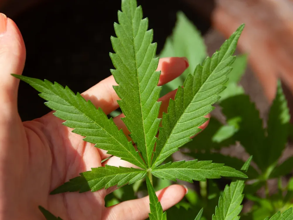 Piden en el congreso legalizar y regular la venta de marihuana imagen de la publicación