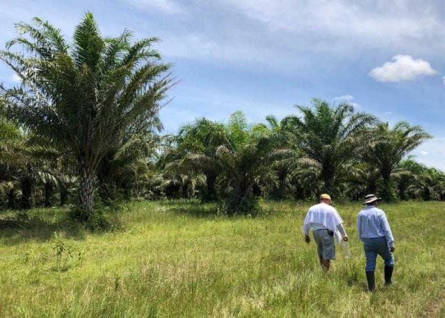 Imponente sembrado de palma de aceite acompaña emblemático caso de restitución en el sur de Bolívar imagen de la publicación