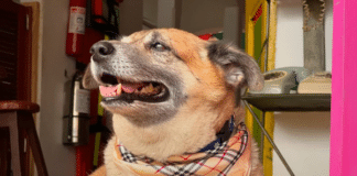 Perrito se conviritó en guía turístico del Valle del Cauca imagen de la publicación