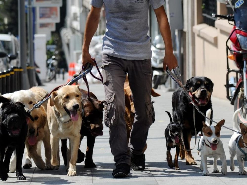 ‘Antimascotas’ baleo a paseador de perros en Bucaramanga imagen de la publicación