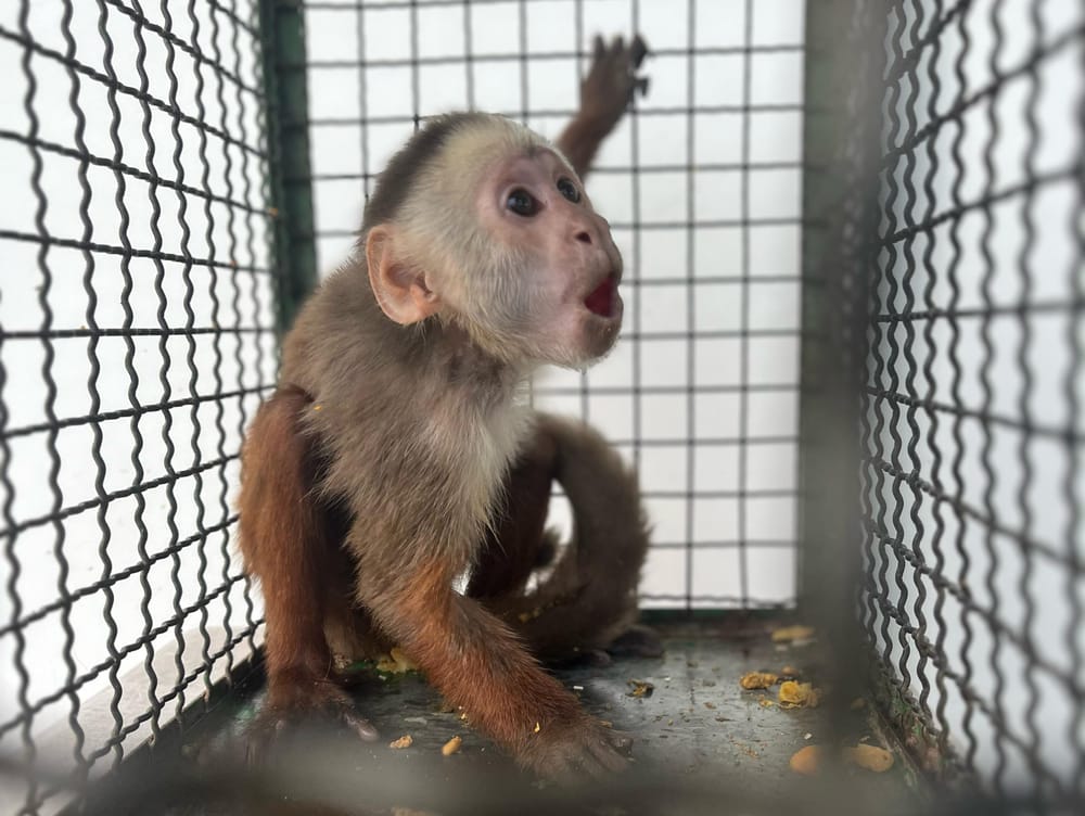 Mico cariblanco y tortugas morrocoy recuperan su libertad en Los Santos imagen de la publicación