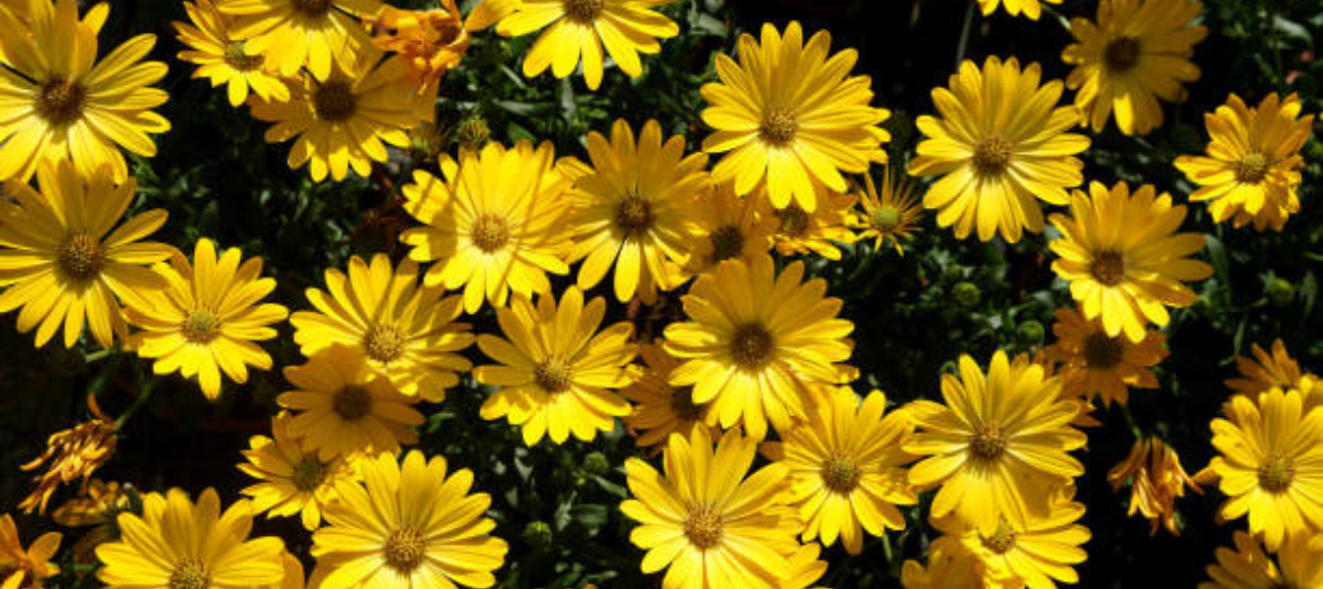 Más que una moda: la historia cultural detrás de las flores amarillas imagen de la publicación