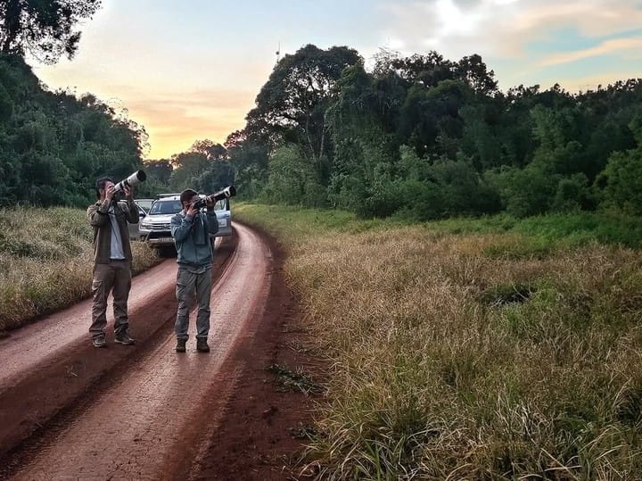Después de dos décadas: águila harpía reaparece en selvas argentinas imagen de la publicación