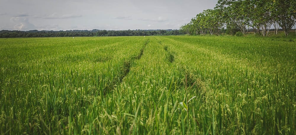 MinAgricultura fija lineamientos para la entrega de $22.000 millones como apoyo al sector arrocero imagen de la publicación