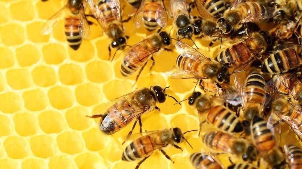 Apicultores denuncian la muerte de millones de abejas en Ocamonte, Santander imagen de la publicación