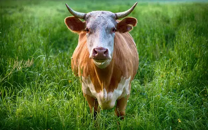 Campesino muere en accidente al ser embestido por un toro en Santander imagen de la publicación
